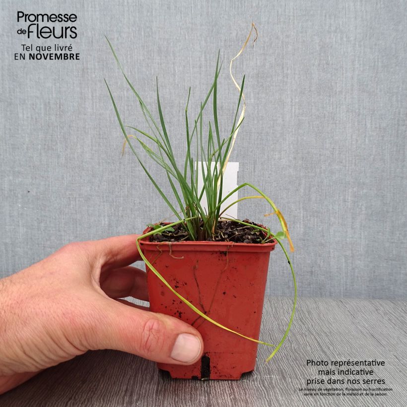 Tulbaghia violacea Purple Eye - Society Garlic 8/9 cm pot sample as delivered in autumn