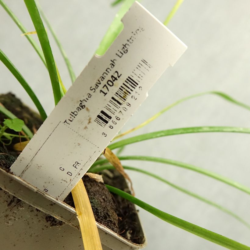 Tulbaghia violacea Savannah Lightning 8/9 cm pot sample as delivered in autumn