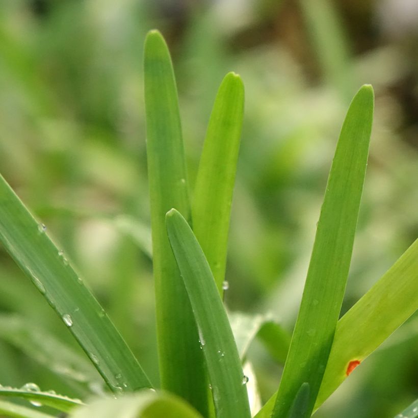 Tulbaghia violacea Savannah Lightning (Foliage)