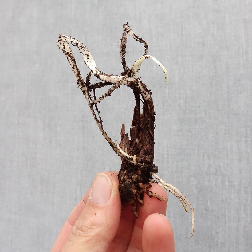 Tulbaghia violacea Silver Lace - Society Garlic Bulb size I sample as delivered in spring