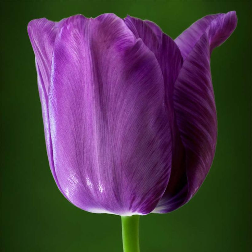 Tulipa Bleu Aimable - Early simple Tulip (Flowering)