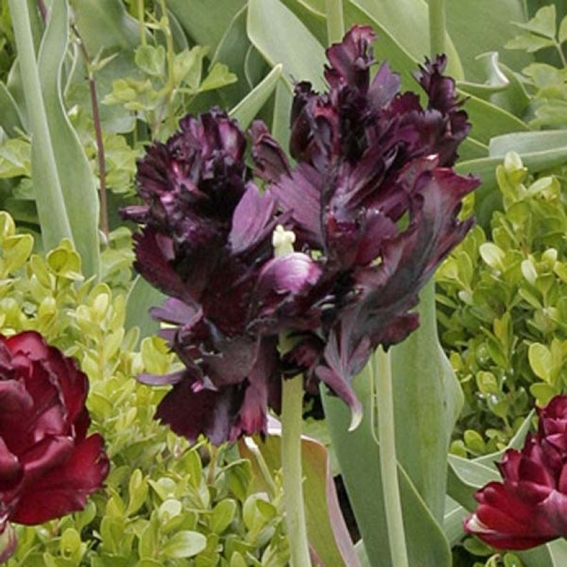 Tulipa Black Parrot - Parrot Tulip (Flowering)