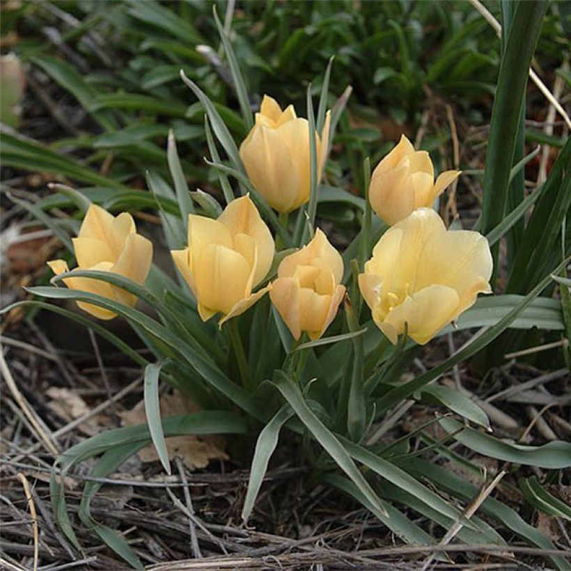 Tulipa batalinii Bright Gem (Flowering)