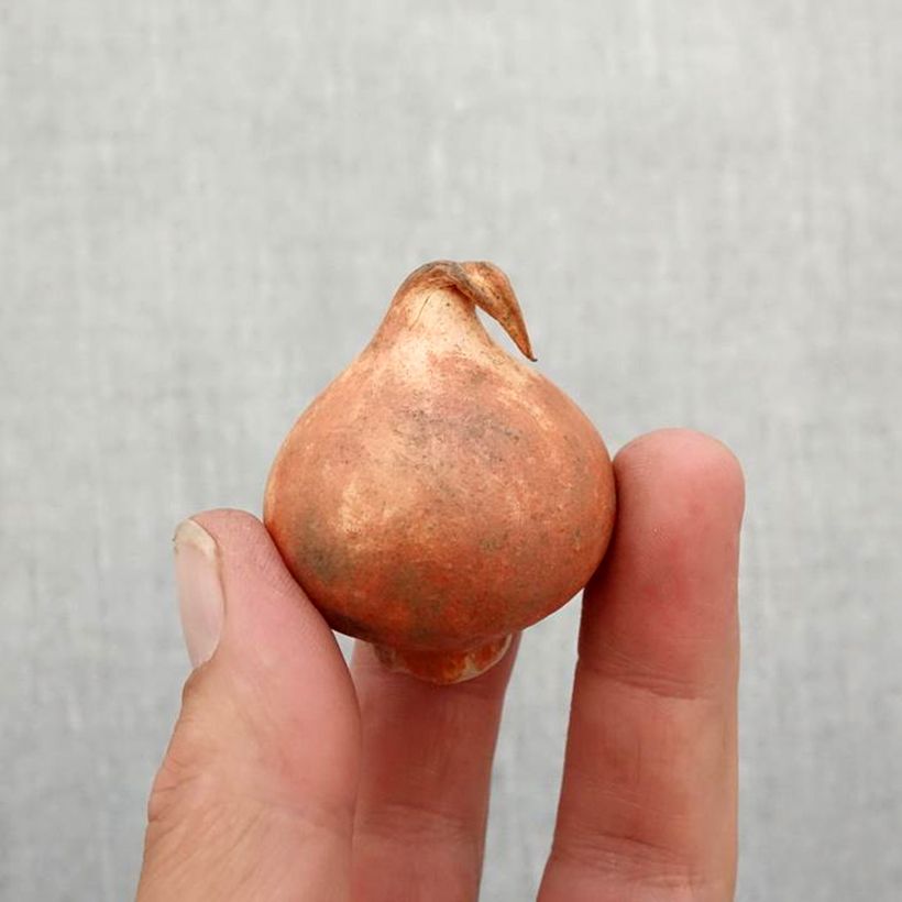 Tulipa Winnipeg - Greigii Tulipa Bulb size 11+ sample as delivered in autumn