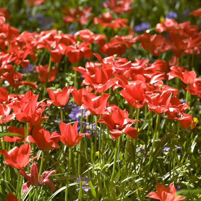Tulipa linifolia - Botanical Tulip (Flowering)