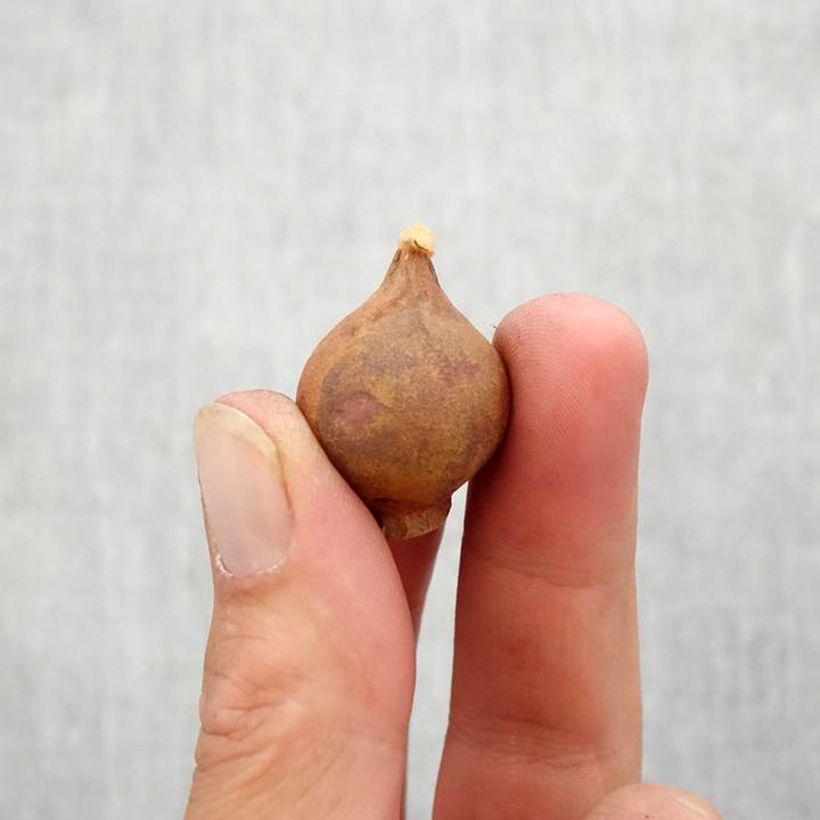 Tulipa neustruevae - Botanical Tulip Bulb size 6+ sample as delivered in autumn