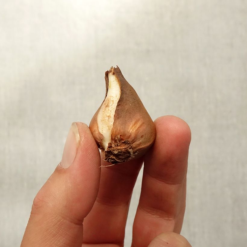 Tulipa schrenkii - Botanical Tulip Bulb size 8+ sample as delivered in autumn