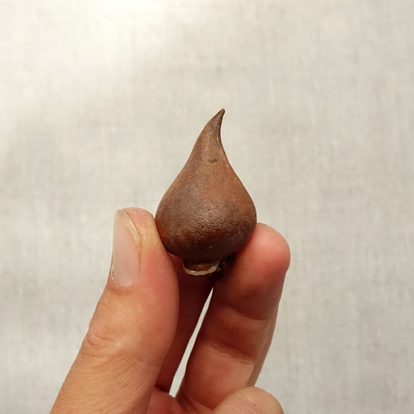 Tulipa sprengeri - Botanical Tulip Bulb size 8+ sample as delivered in autumn