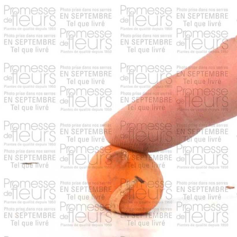 Example of Tulipa tarda - Botanical Tulip Bulb size 6+ specimen as delivered