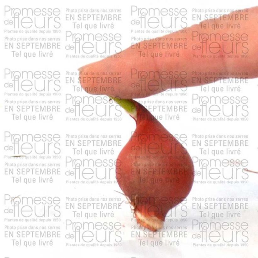 Example of Tulipa turkestanica - Botanical Tulip Bulb size 6+ specimen as delivered