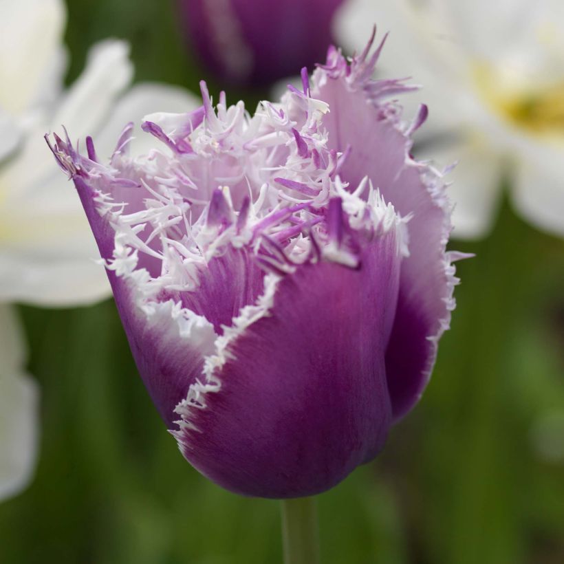 Tulipa crispa Cummins - Fringed Tulip (Flowering)