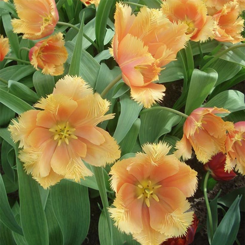 Tulipa crispa Lambada - Fringed Tulip (Flowering)