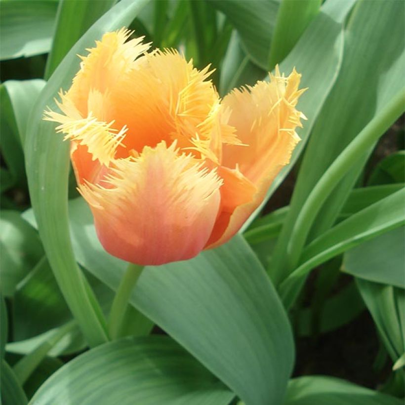 Tulipa crispa Lambada - Fringed Tulip (Plant habit)