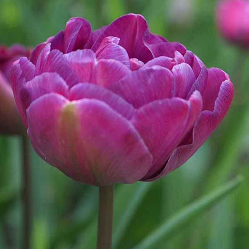 Tulipa Blue Diamond (Flowering)