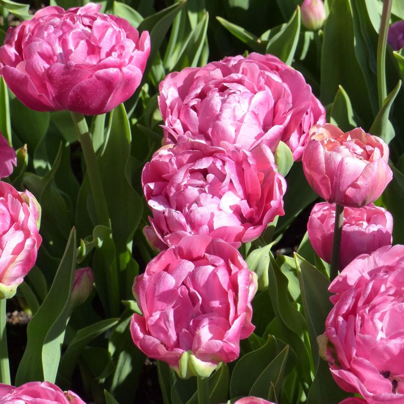 Tulipa 'Amazing Grace' (Flowering)