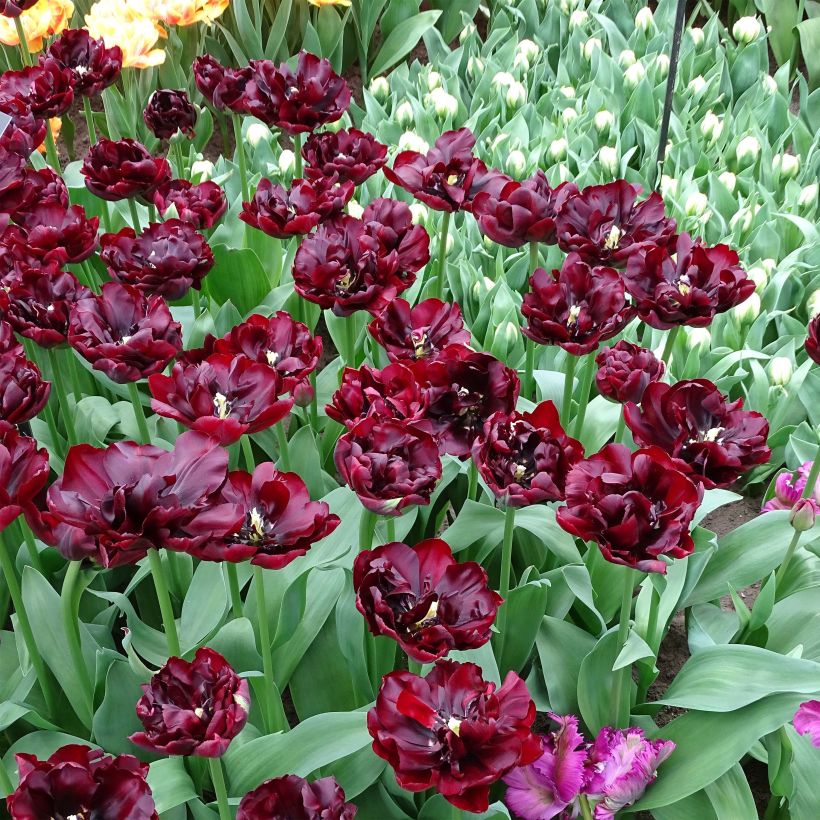 Tulipa Palmyra- Double Early Tulip (Flowering)