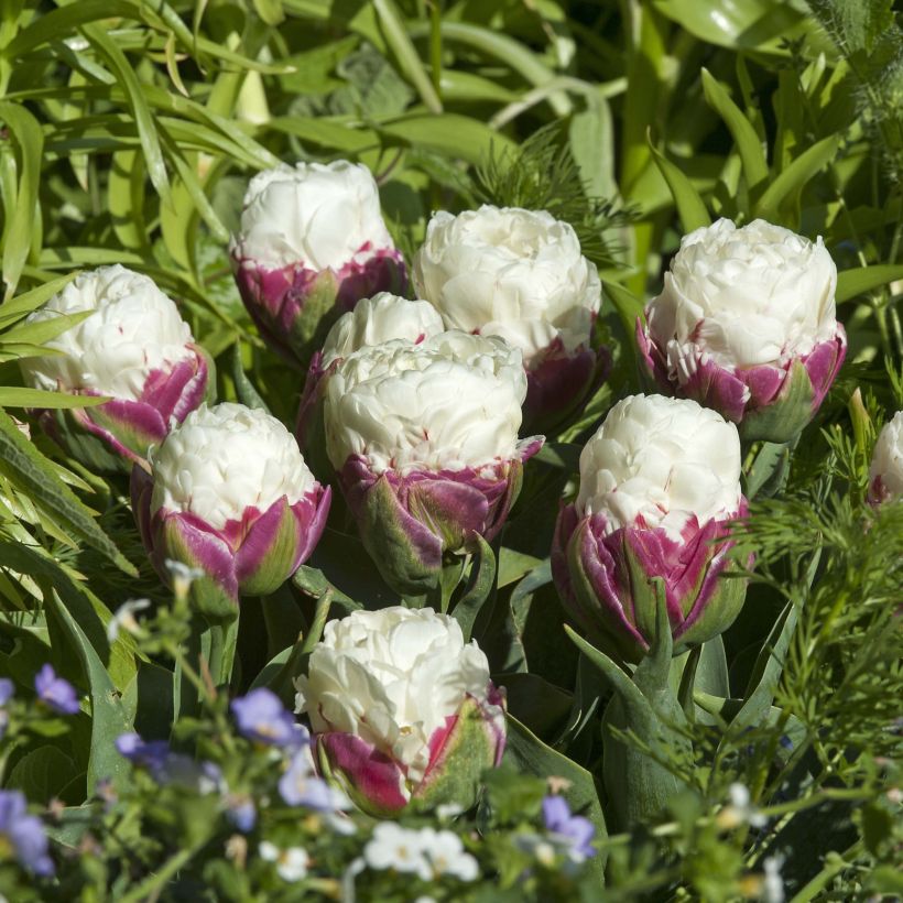 Tulipa Ice Cream - Double Late Tulip (Flowering)