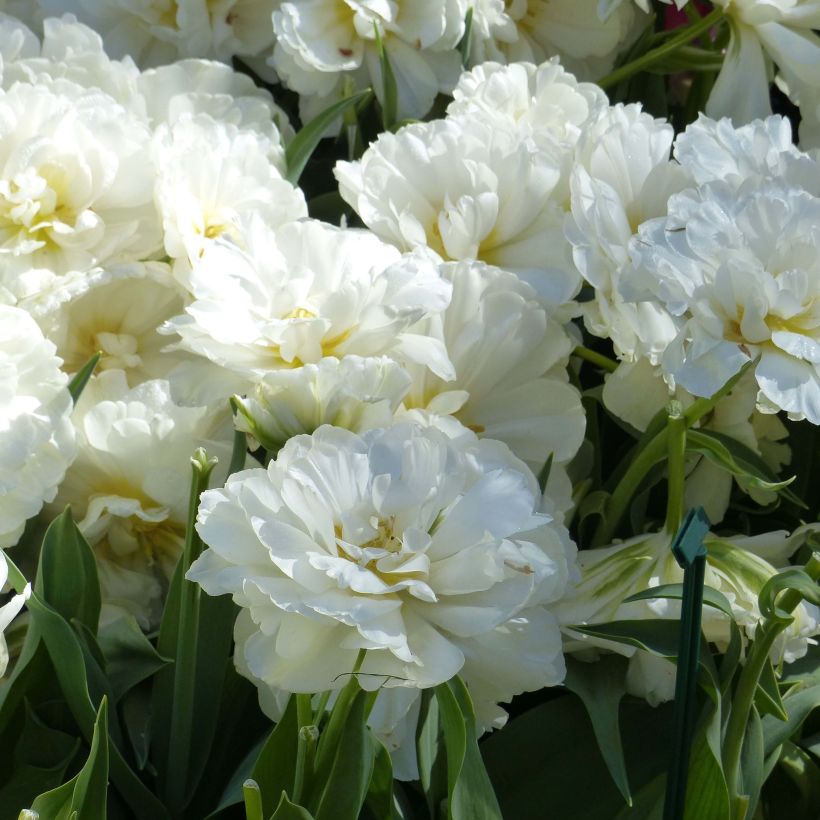 Tulipa 'Nirvana' (Flowering)