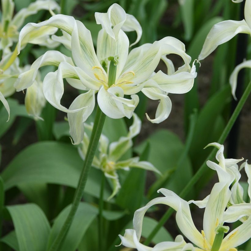 Tulipa Green Dance - Lily flowering Tulip (Plant habit)