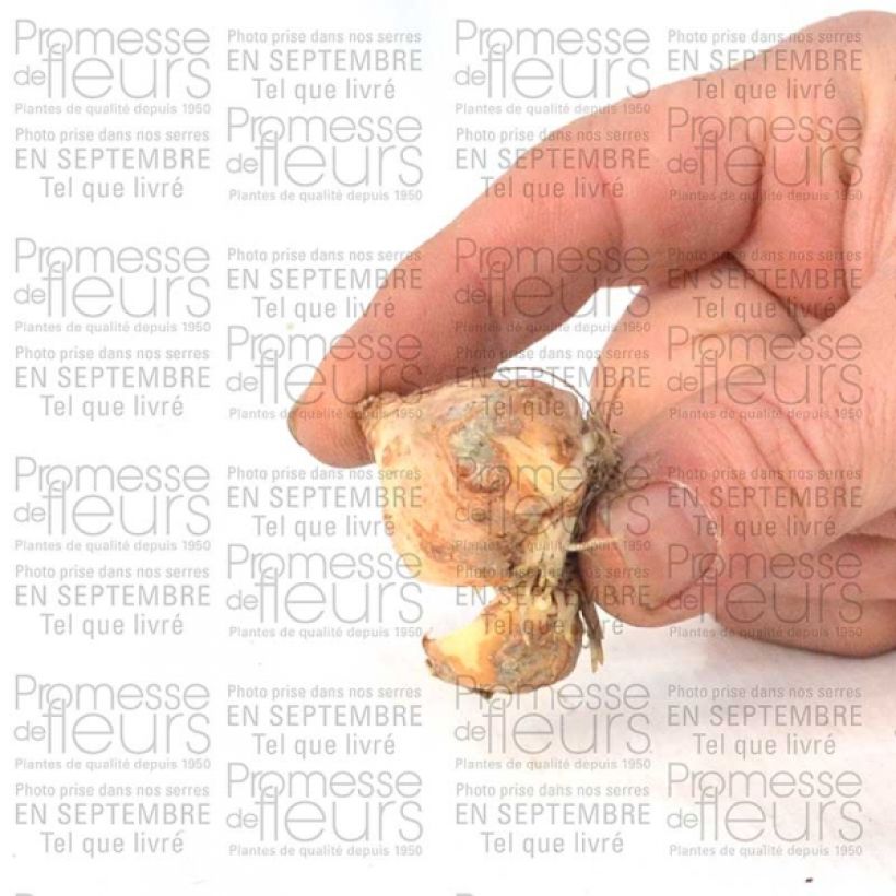 Example of Tulipa fosteriana Yellow Purissima Bulb size 12+ specimen as delivered