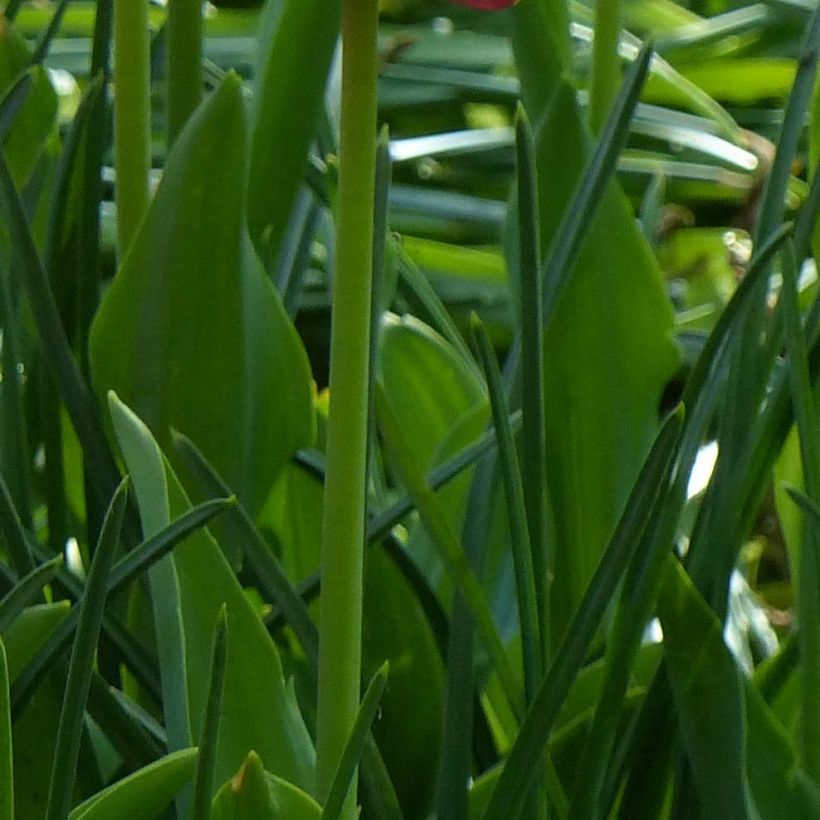 Tulipa Amazing Parrot (Foliage)