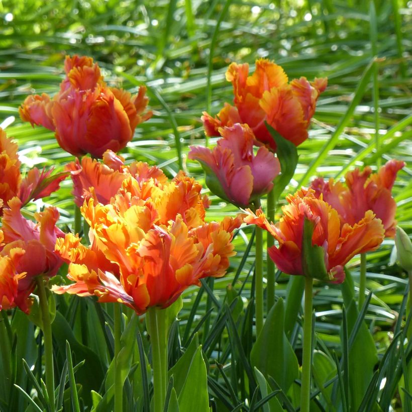 Tulipa Amazing Parrot (Flowering)