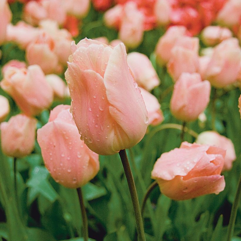 Tulipa Apricot Beauty (Flowering)