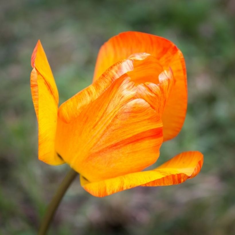 Tulipa Generaal De Wet - Early single Tulip (Flowering)