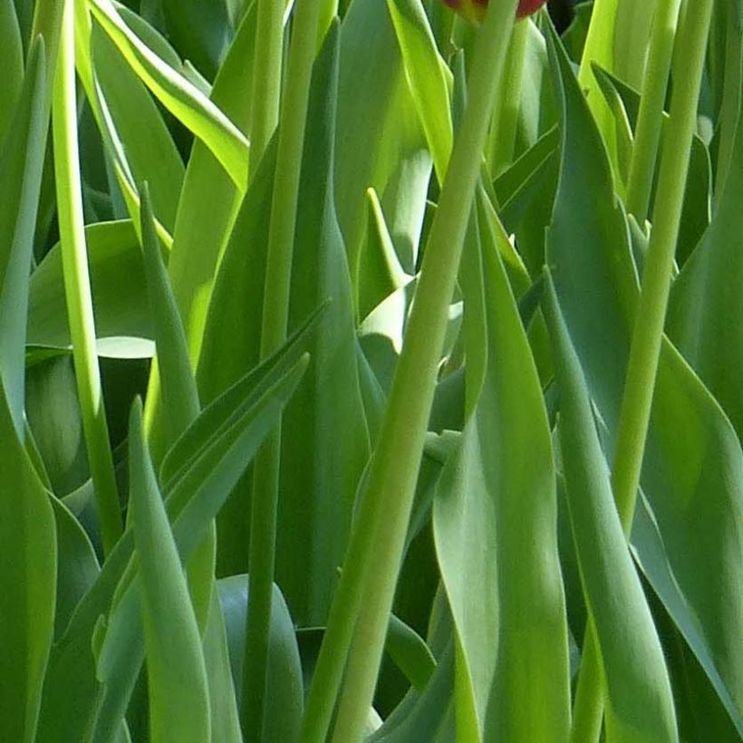 Tulipa Sky High Scarlet - Early simple Tulip (Foliage)