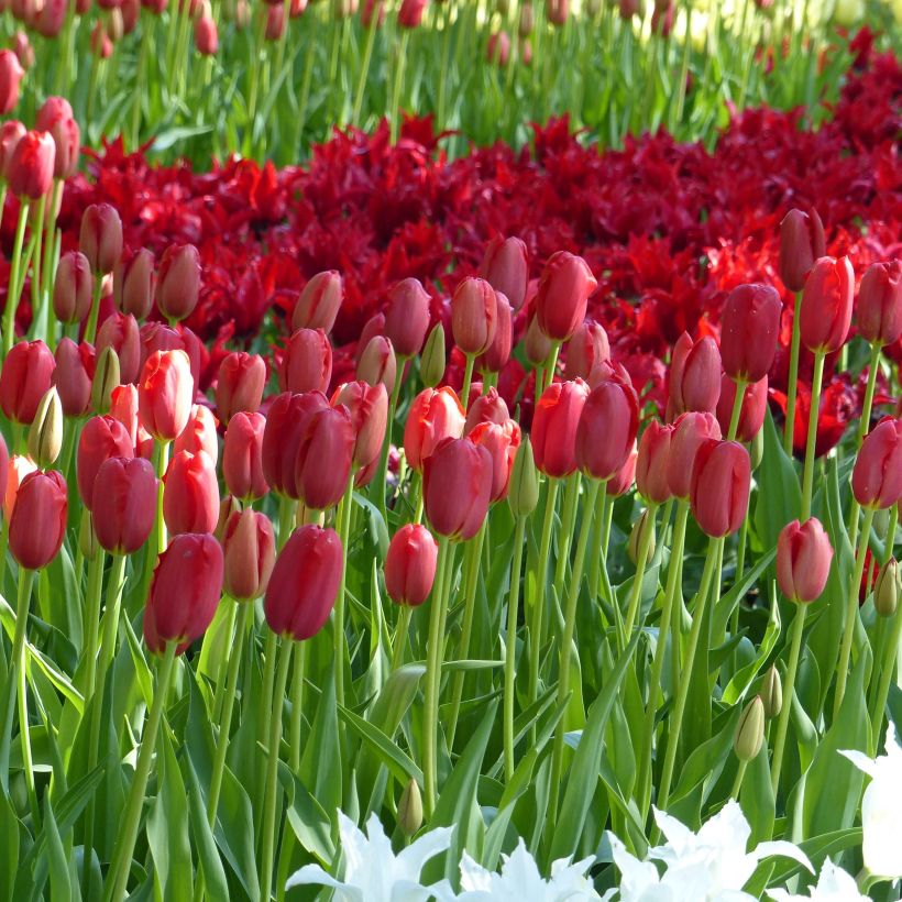 Tulipa Sky High Scarlet - Early simple Tulip (Plant habit)
