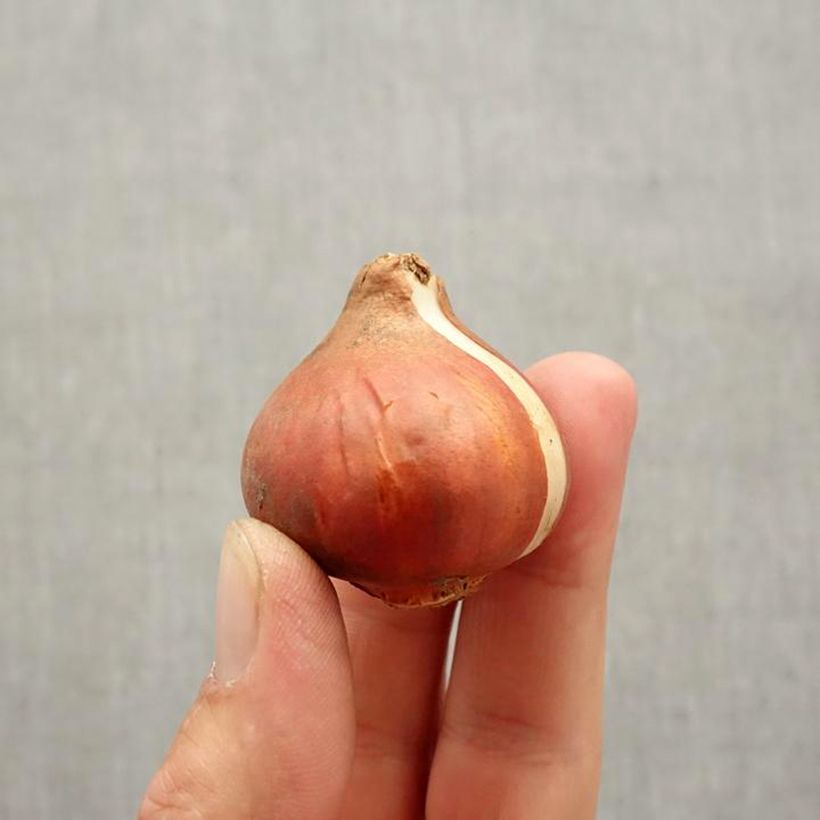 Tulipa Carola Bulb size 11+ sample as delivered in autumn
