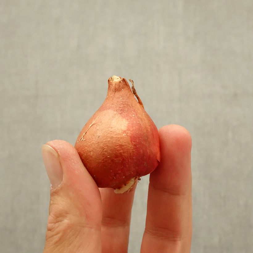 Tulipa Chansonnette - Triumph Tulip Bulb size 11 sample as delivered in autumn