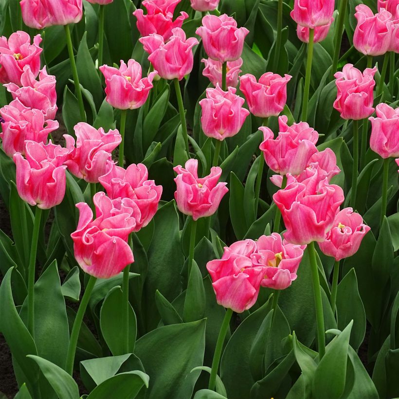 Tulipa Triumph Crown of Dynasty (Plant habit)