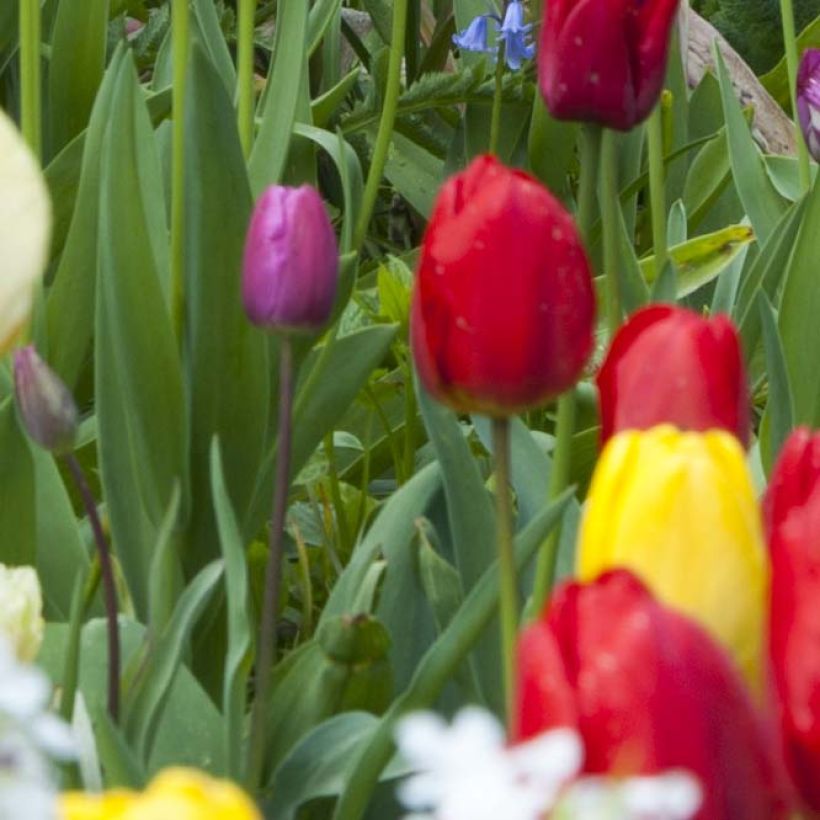 Tulipa 'Ile de France' (Foliage)