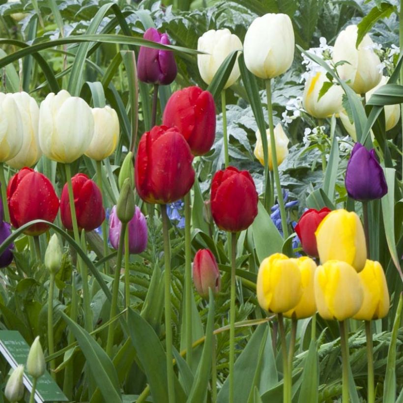Tulipa 'Ile de France' (Flowering)
