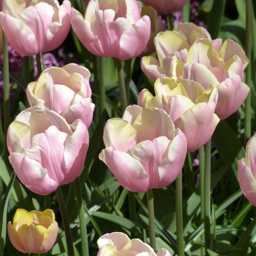 Tulipa 'Mango Charm' (Flowering)