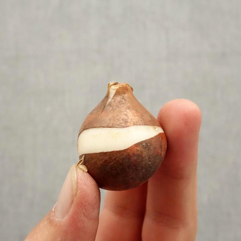 Tulipa Rosalie - Triumph Tulip Bulb size 11/12 sample as delivered in autumn