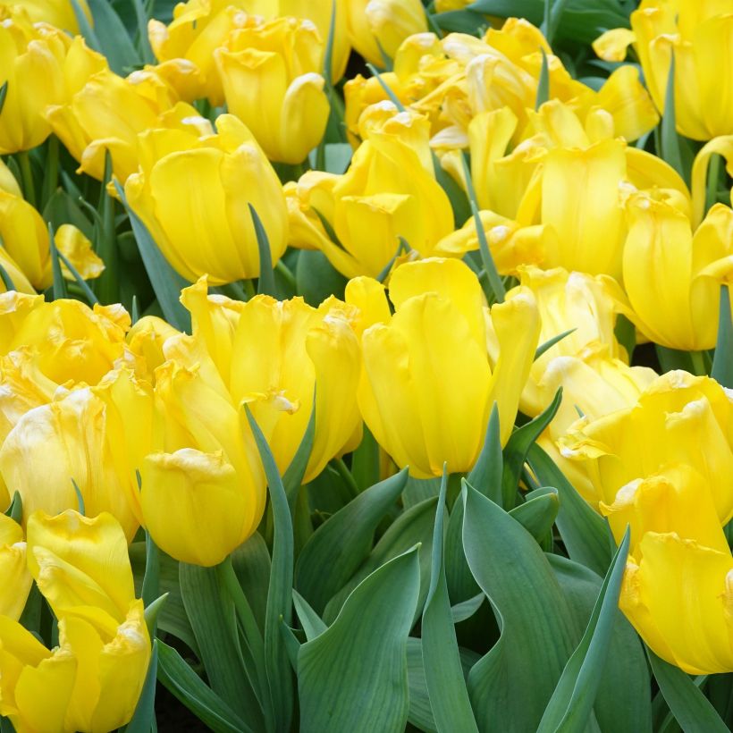 Tulipa Shooting Star (Triumph) (Flowering)