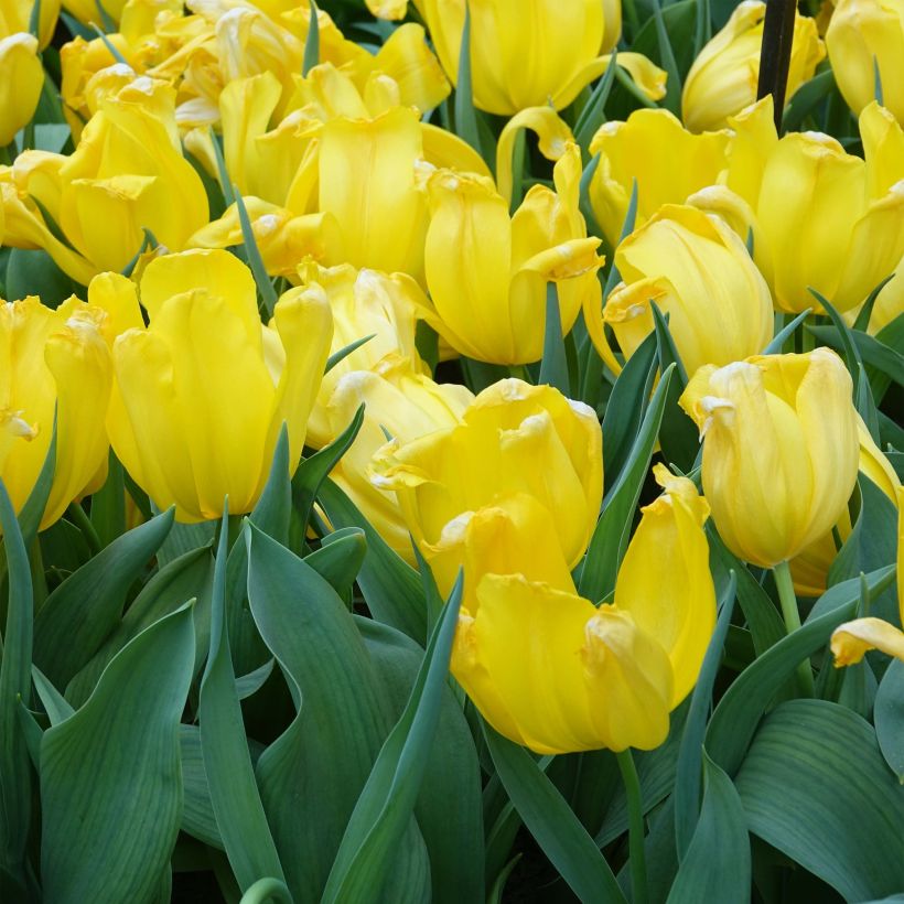 Tulipa Shooting Star (Triumph) (Plant habit)