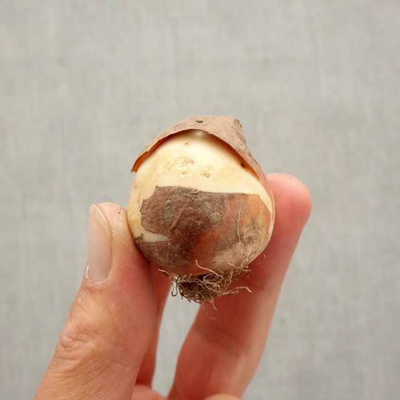 Tulipa World Friendship - Triumph Tulip Bulb size 12+ sample as delivered in autumn