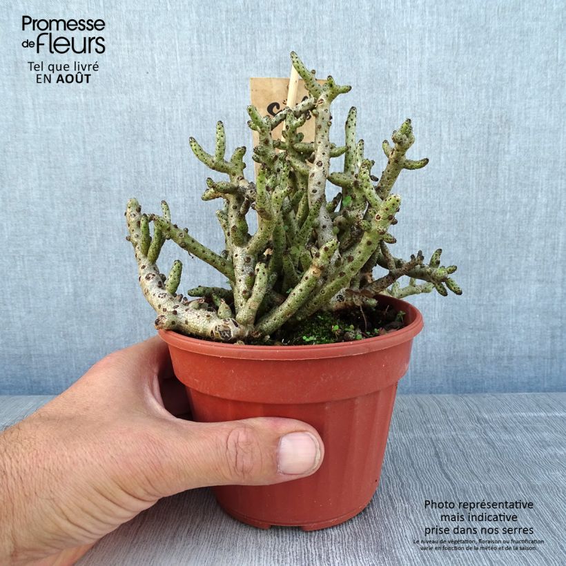 Tylecodon bucholzianus  12cm pot sample as delivered in summer
