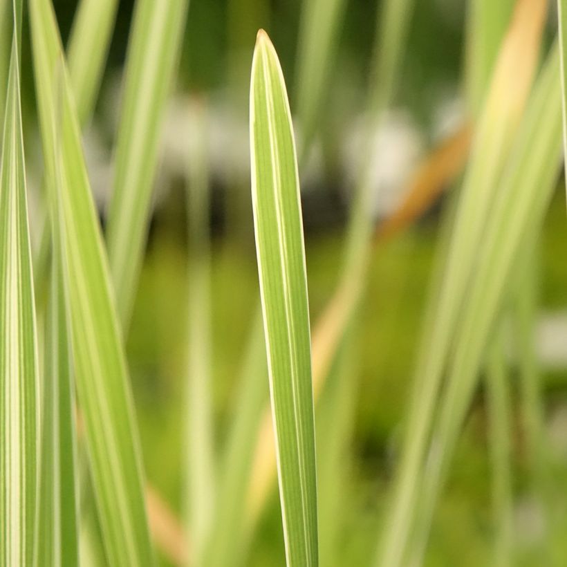 Typha latifolia Variegata (Foliage)