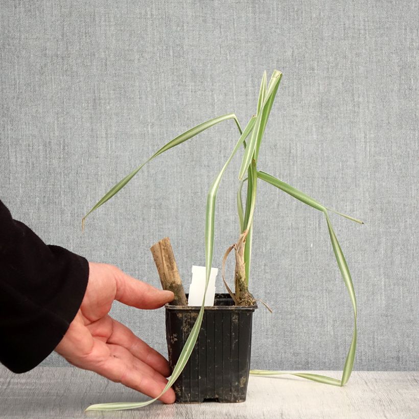 Typha latifolia Variegata 8/9 cm pot sample as delivered in spring