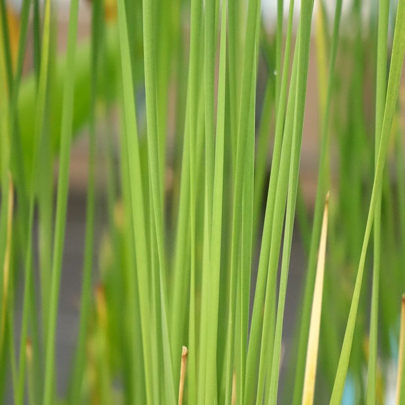Typha laxmannii - Cattail (Foliage)