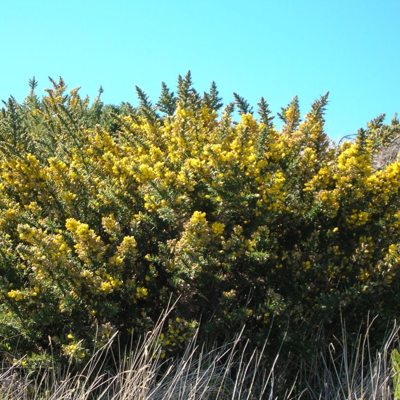 Ulex europaeus - Gorse (Plant habit)