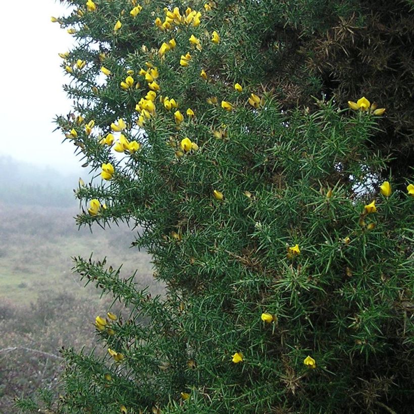 Ulex europaeus - Gorse (Foliage)