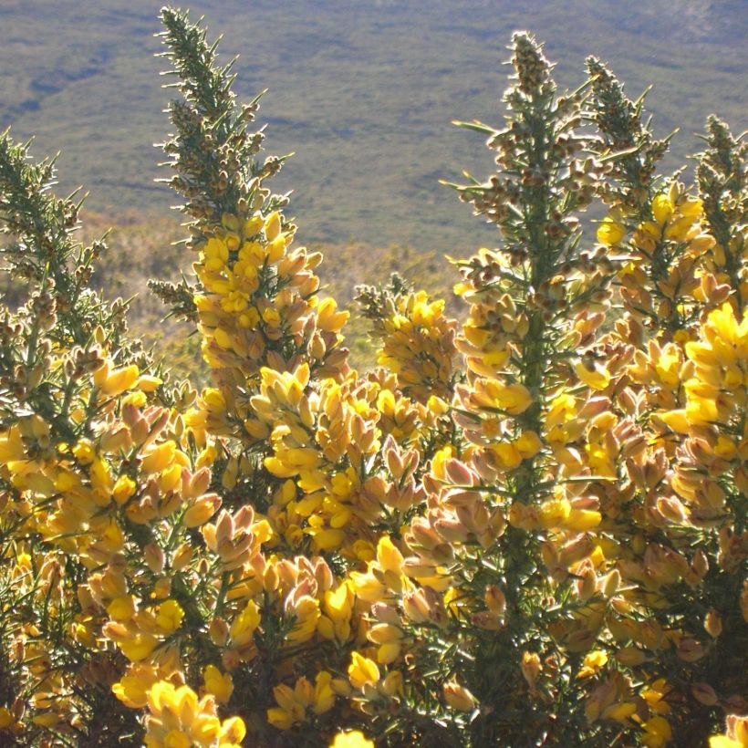 Ulex europaeus - Gorse (Flowering)