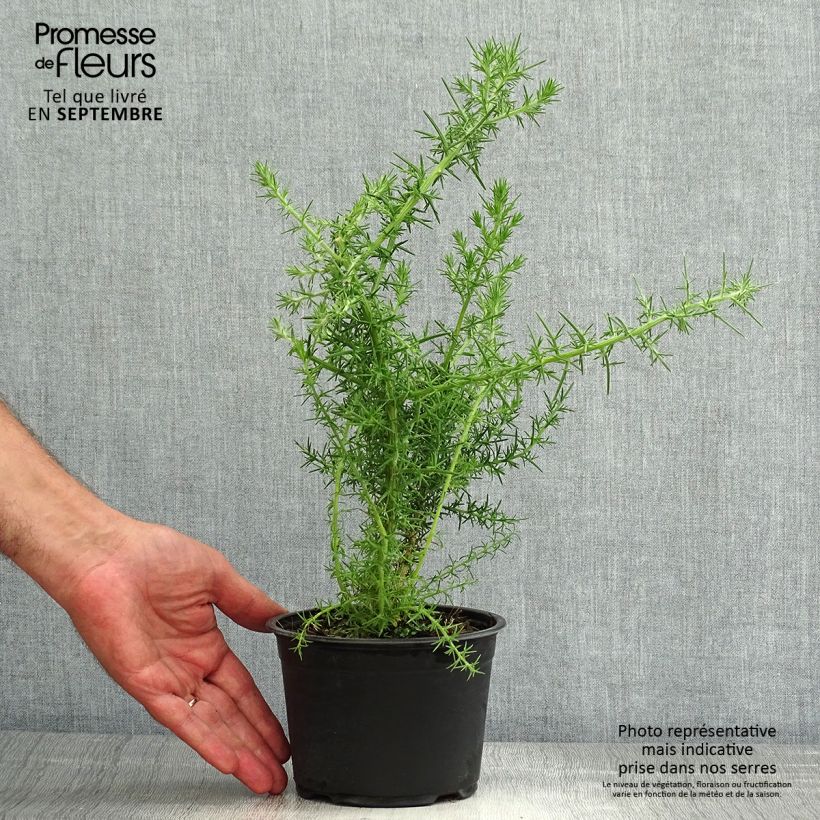 Ulex europaeus - Gorse 1L/1.5L pot sample as delivered in summer