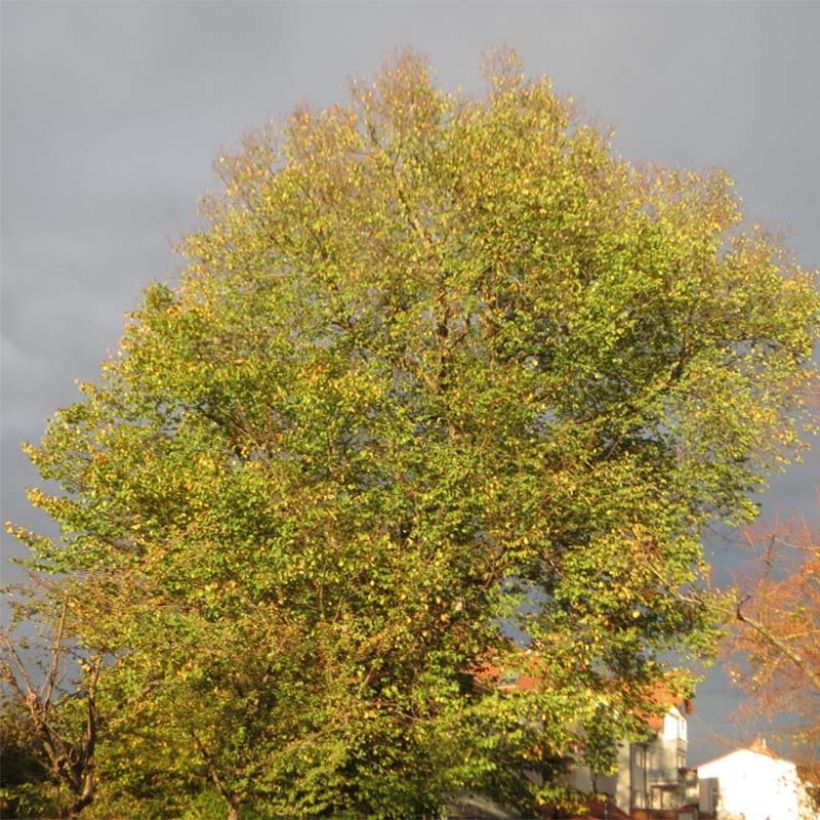 Ulmus glabra - Elm (Plant habit)