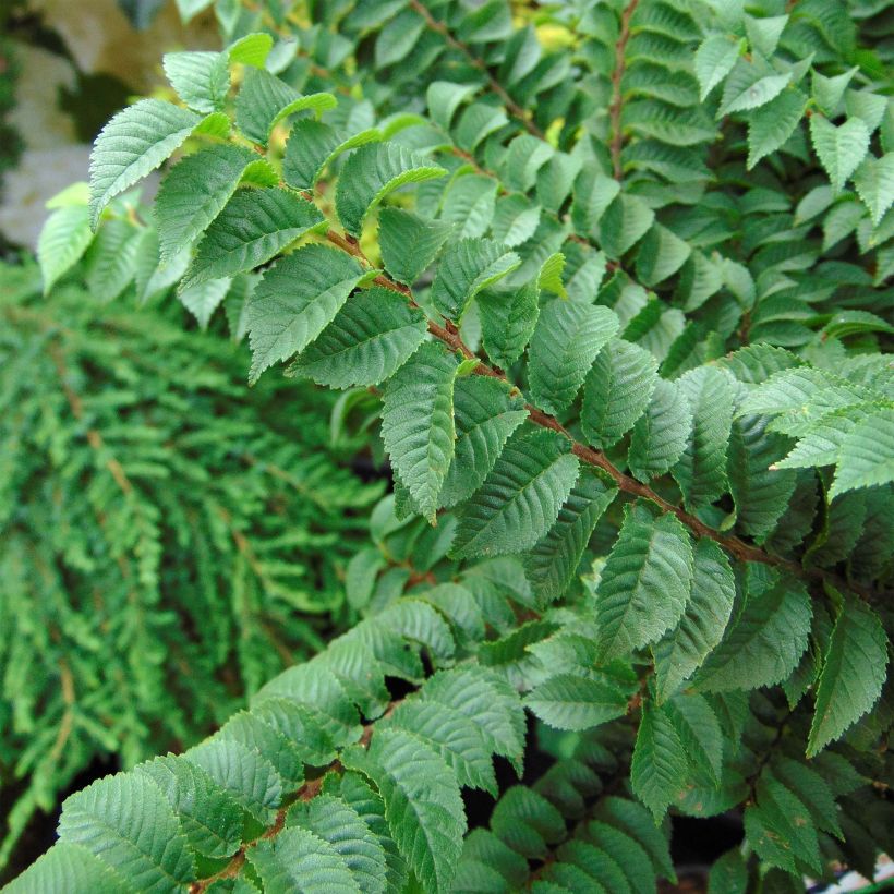 Ulmus hollandica Jacqueline Hillier - Elm (Foliage)